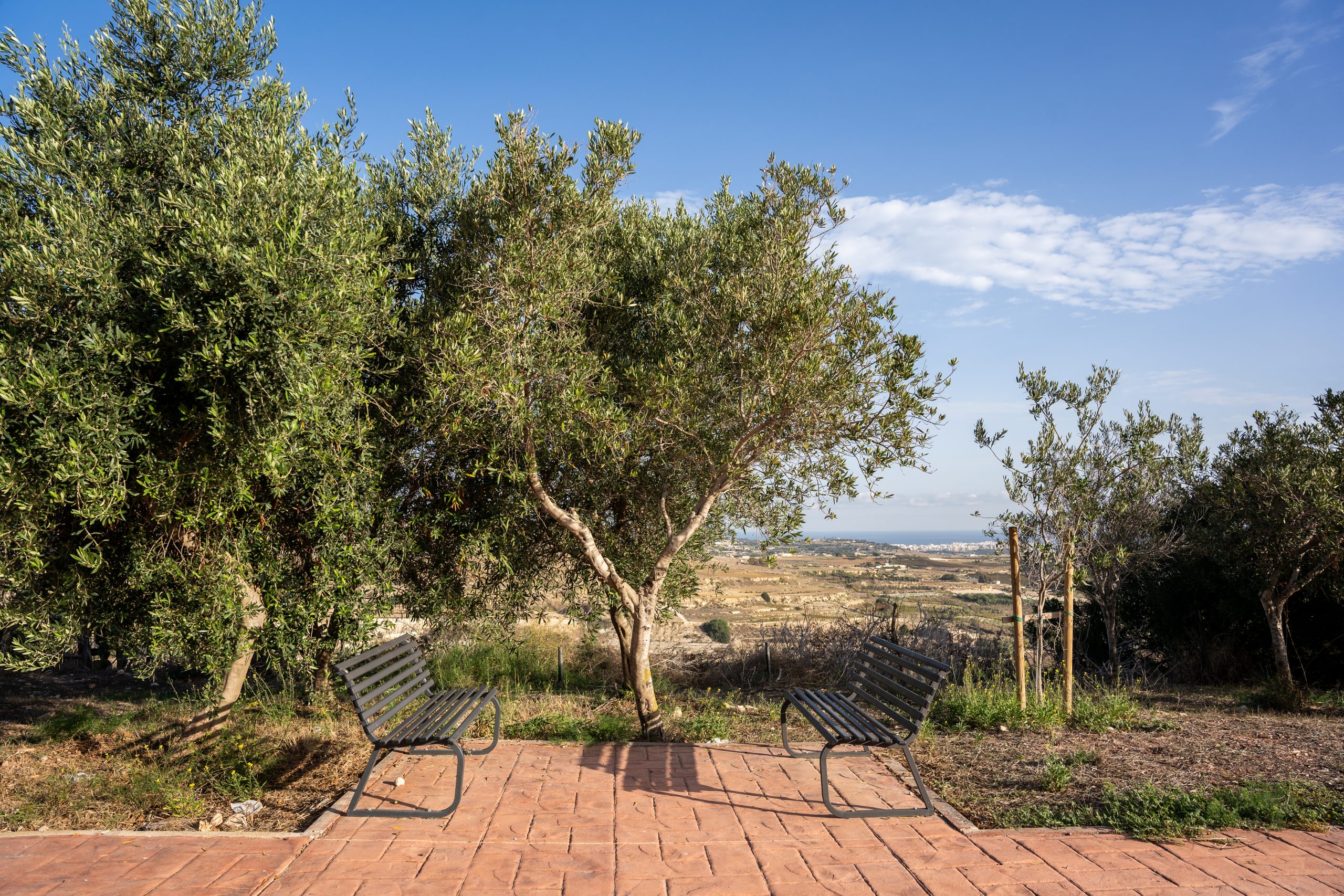 Olive Grove-1