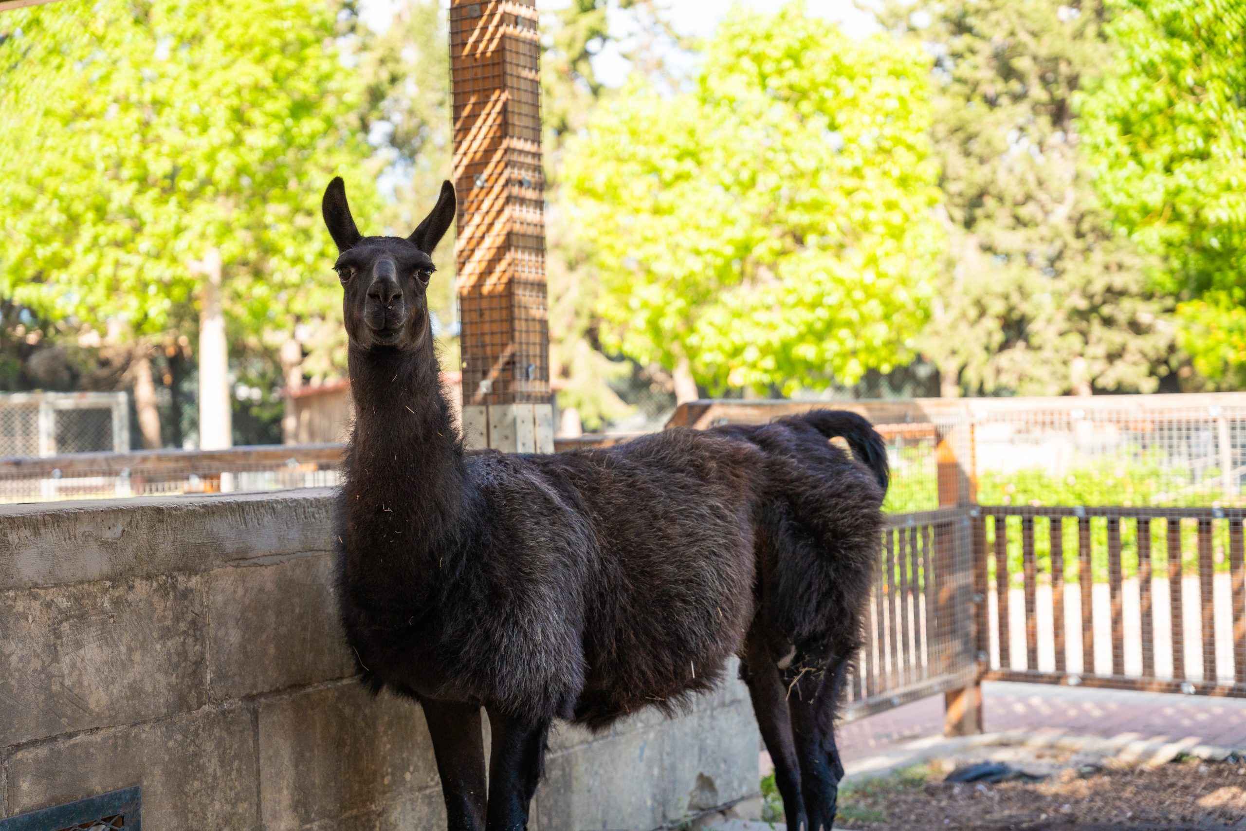 ' Qali Petting Farm 5