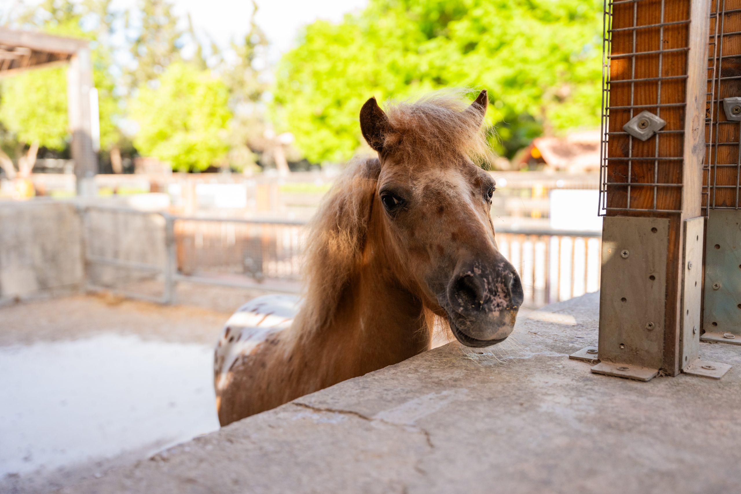 ' Qali Petting Farm 6