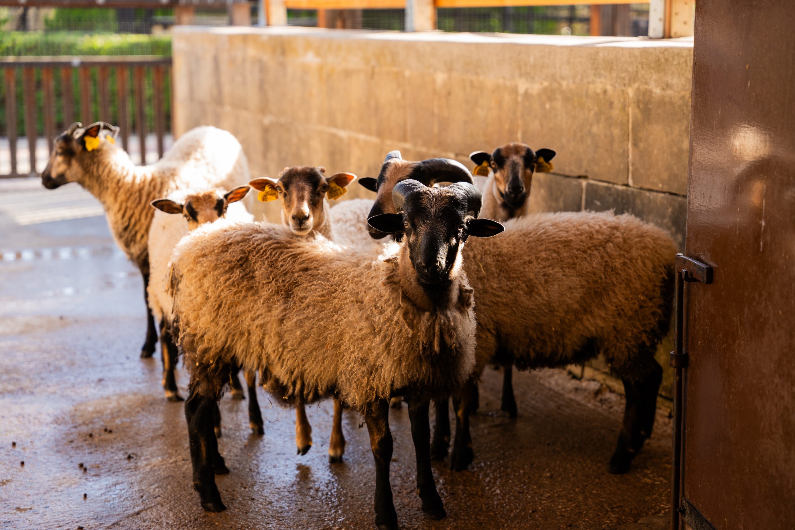 ' Qali Petting Farm 7