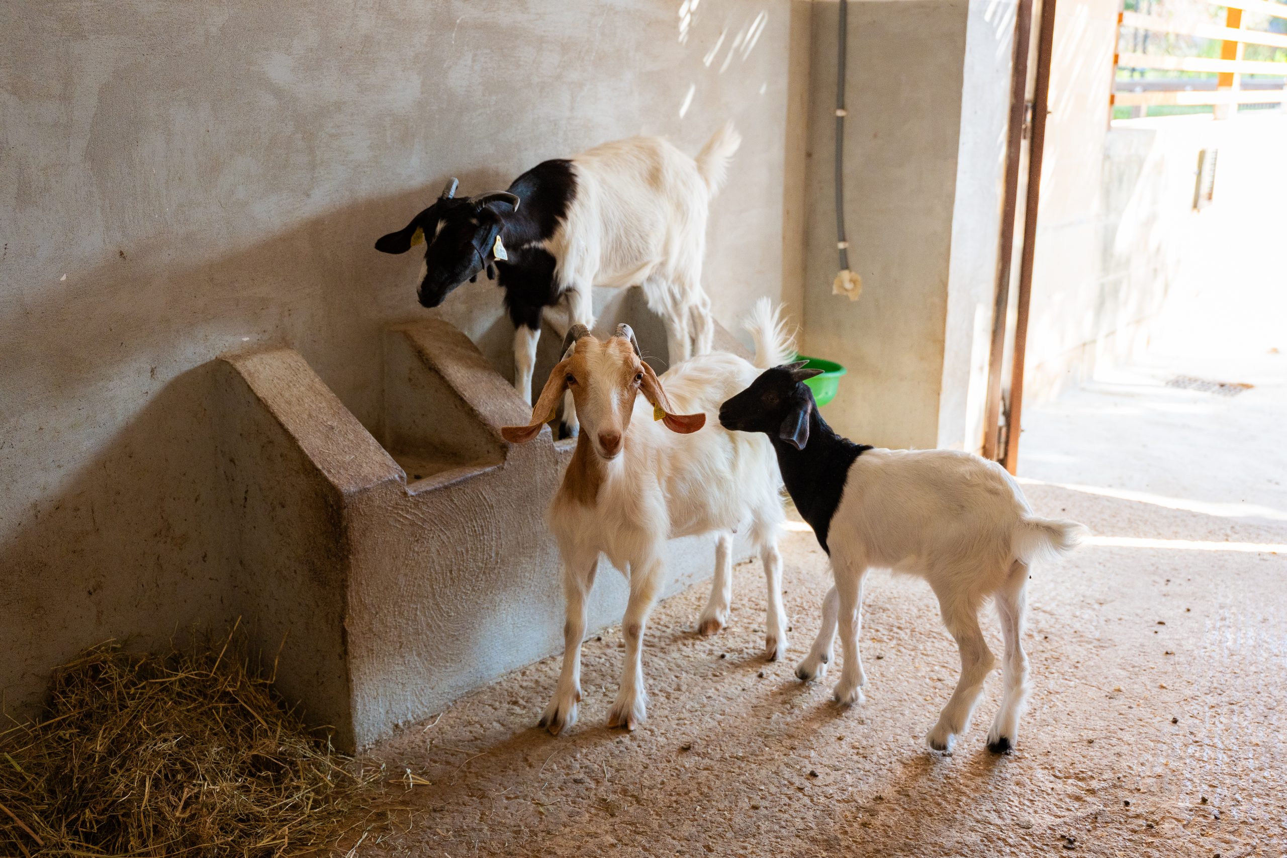 ' Qali Petting Farm 8