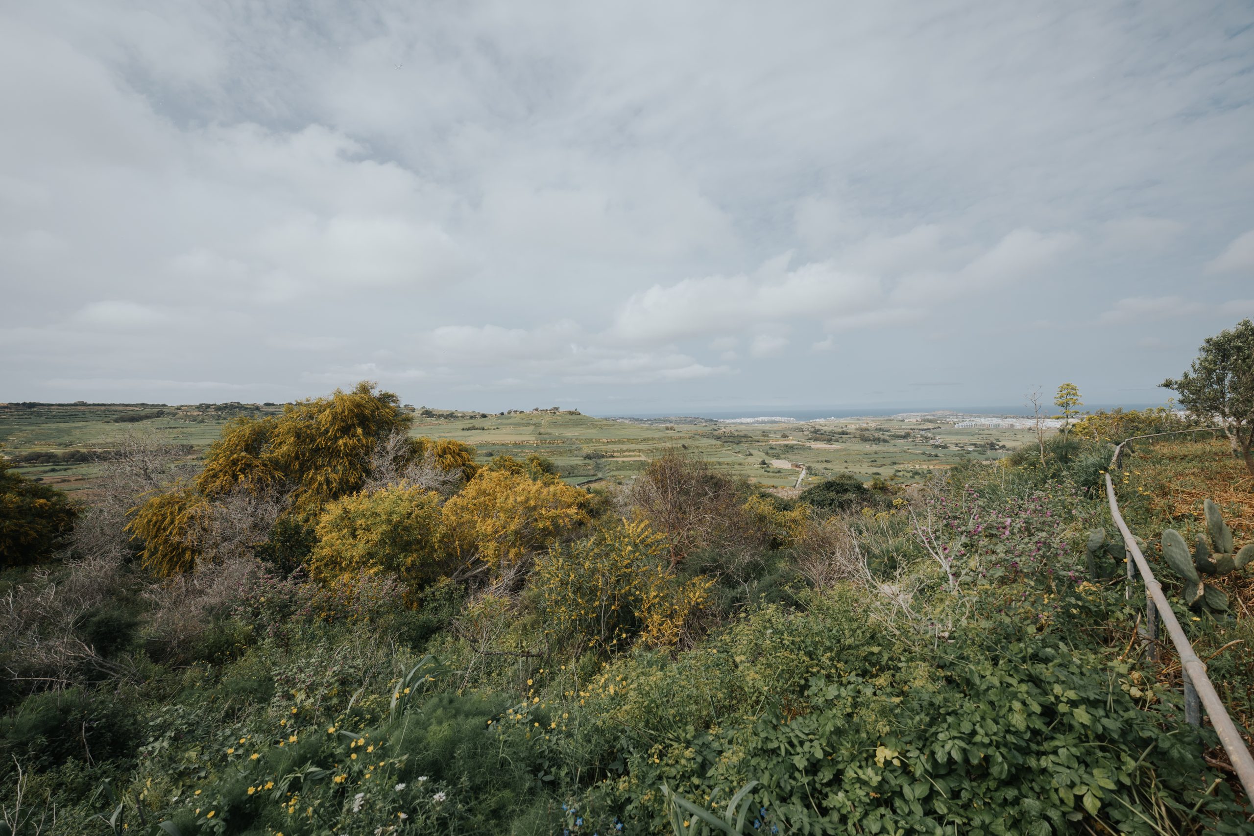 Imtarfa - Olive Grove - 036 - shaunspiteri