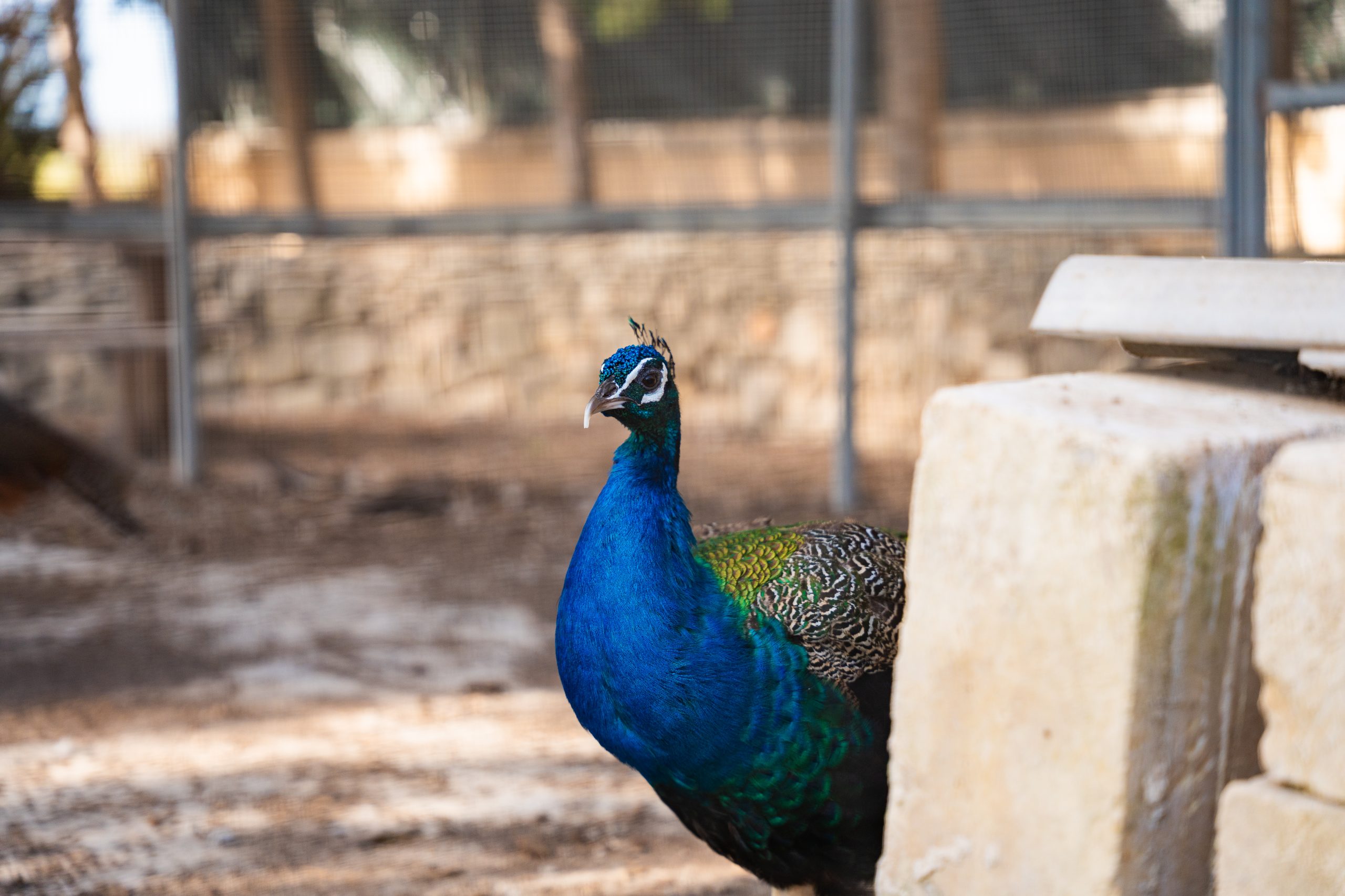 ' Qali Petting Farm 4